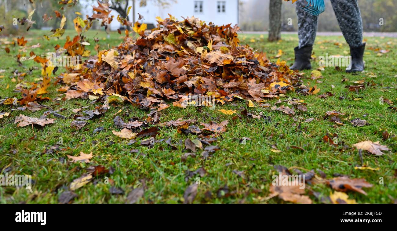raking fallen leaves in back garden october 22 2022 Stock Photo