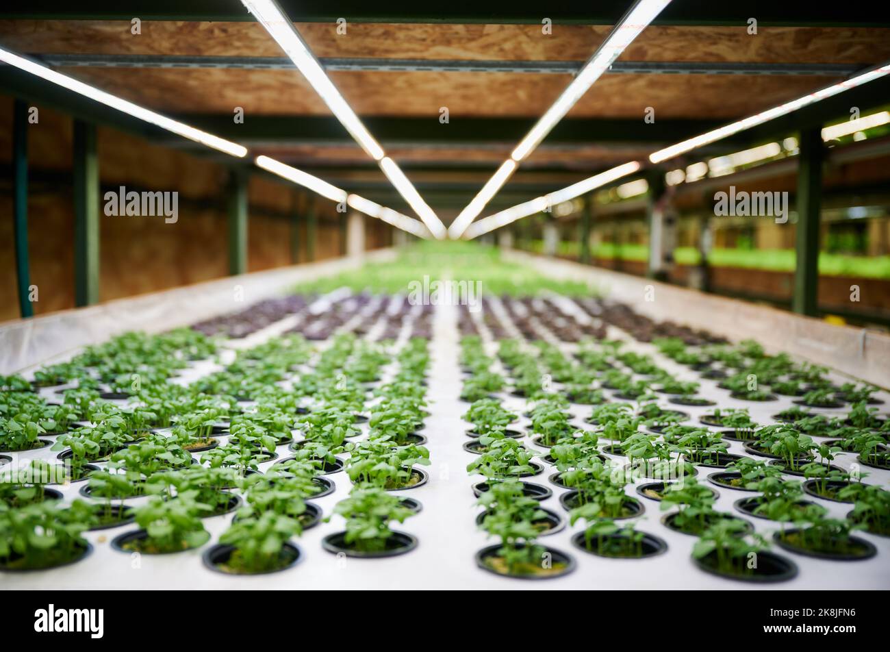 Greenhouse shelf with round-shaped holes for garden pots with green leafy plants. Fresh organic leafy greens growing in agricultural greenhouse. Stock Photo