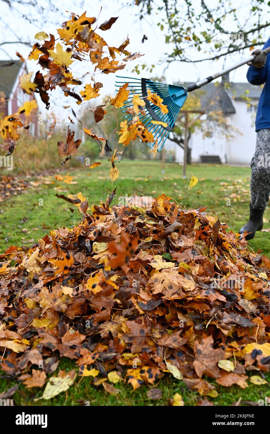 raking fallen leaves in back garden october 22 2022 Stock Photo