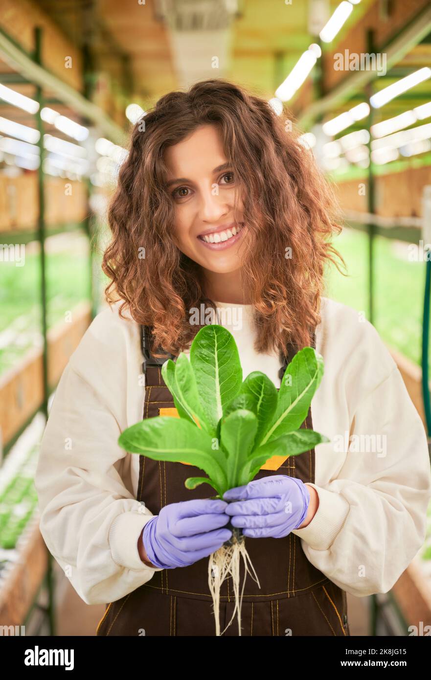 Female gardener holding pot with green arugula plant in greenhouse ...