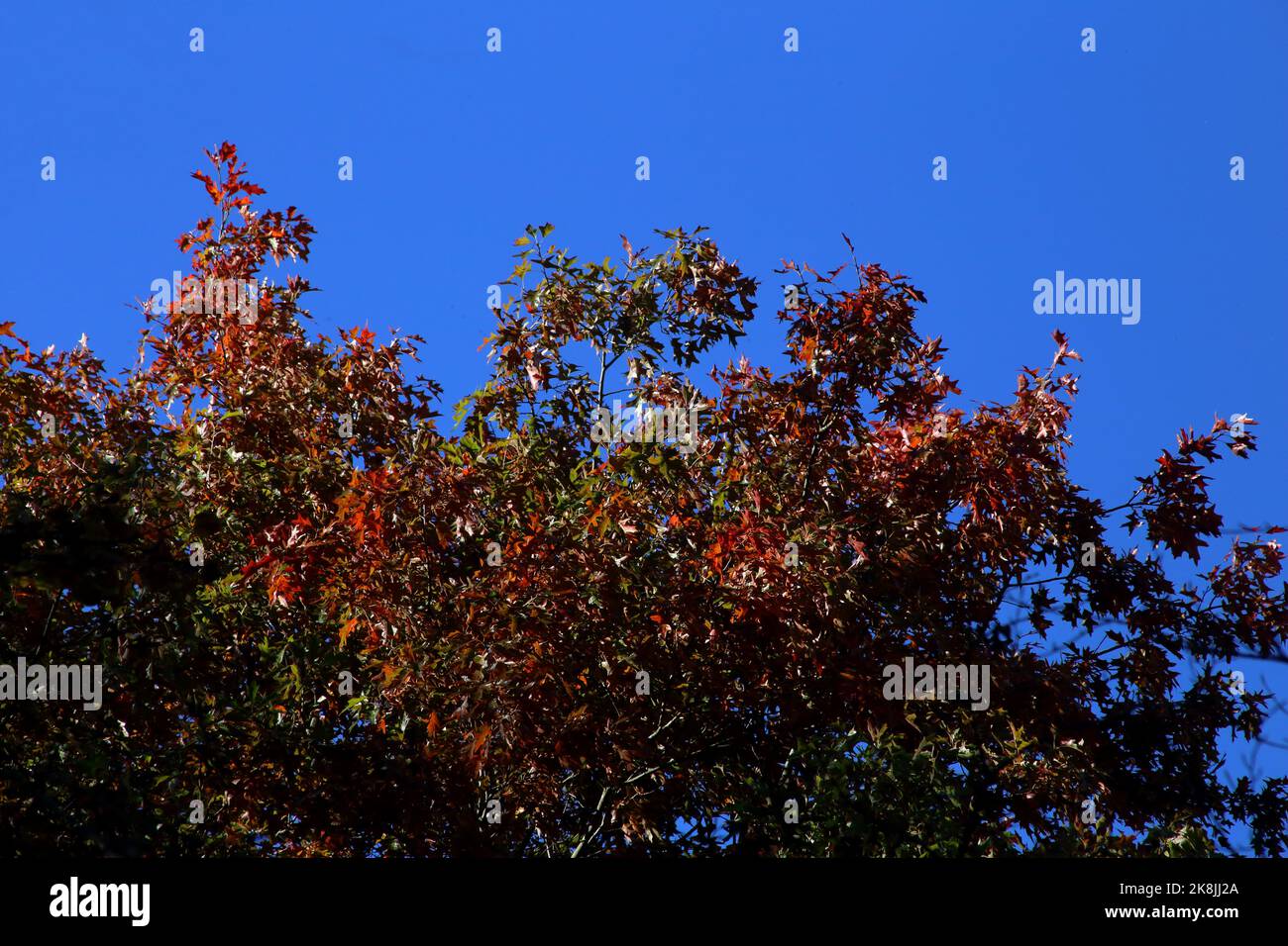 Red tinge of Autumn against a vivid blue sky. Stock Photo