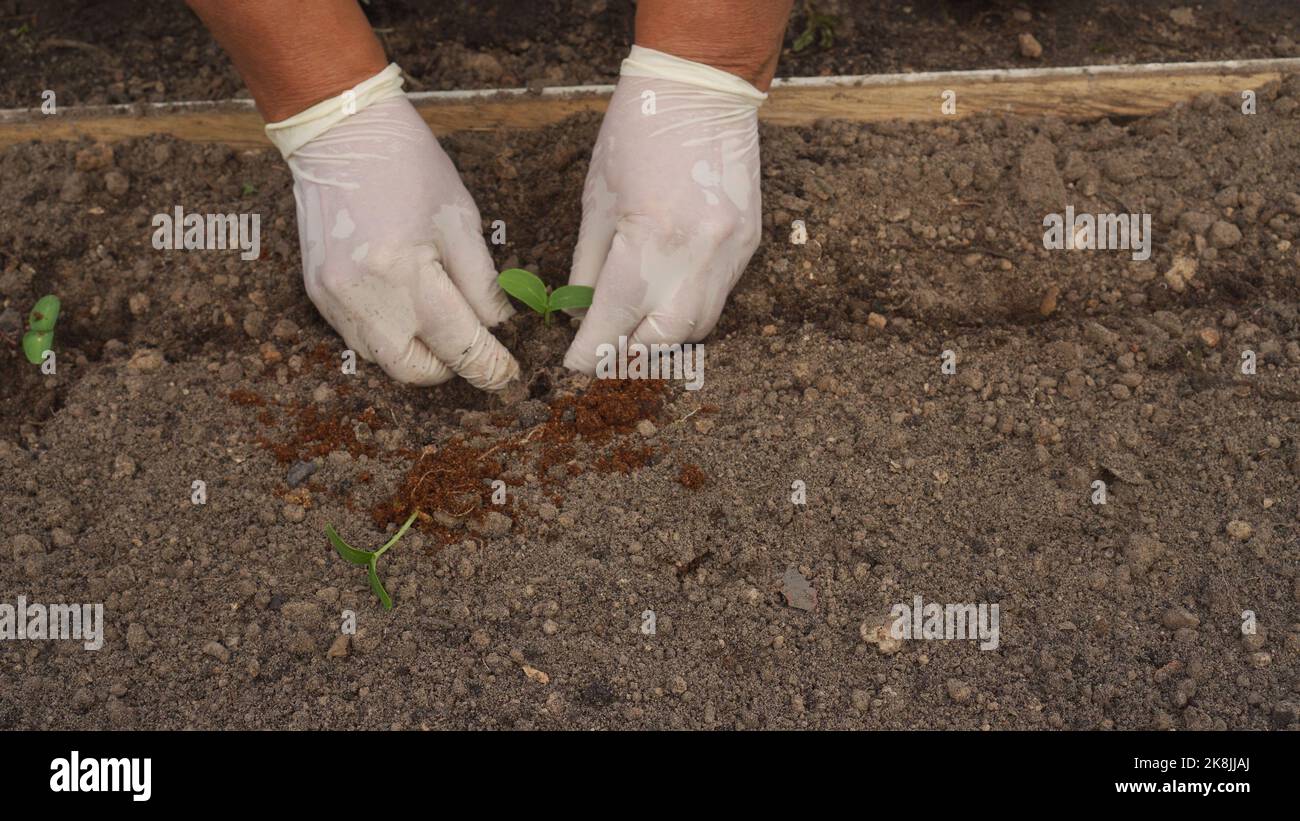 Hands of elderly woman in rubber gloves plant to soil seedlings of