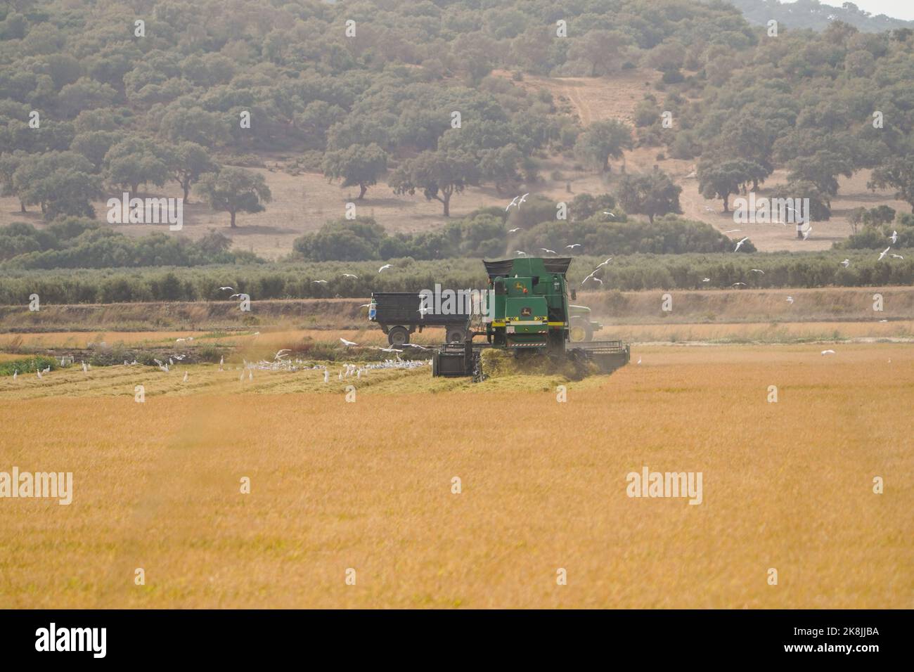 Spain Rice Fields Harvest of rice spain hi-res stock photography and images - Alamy