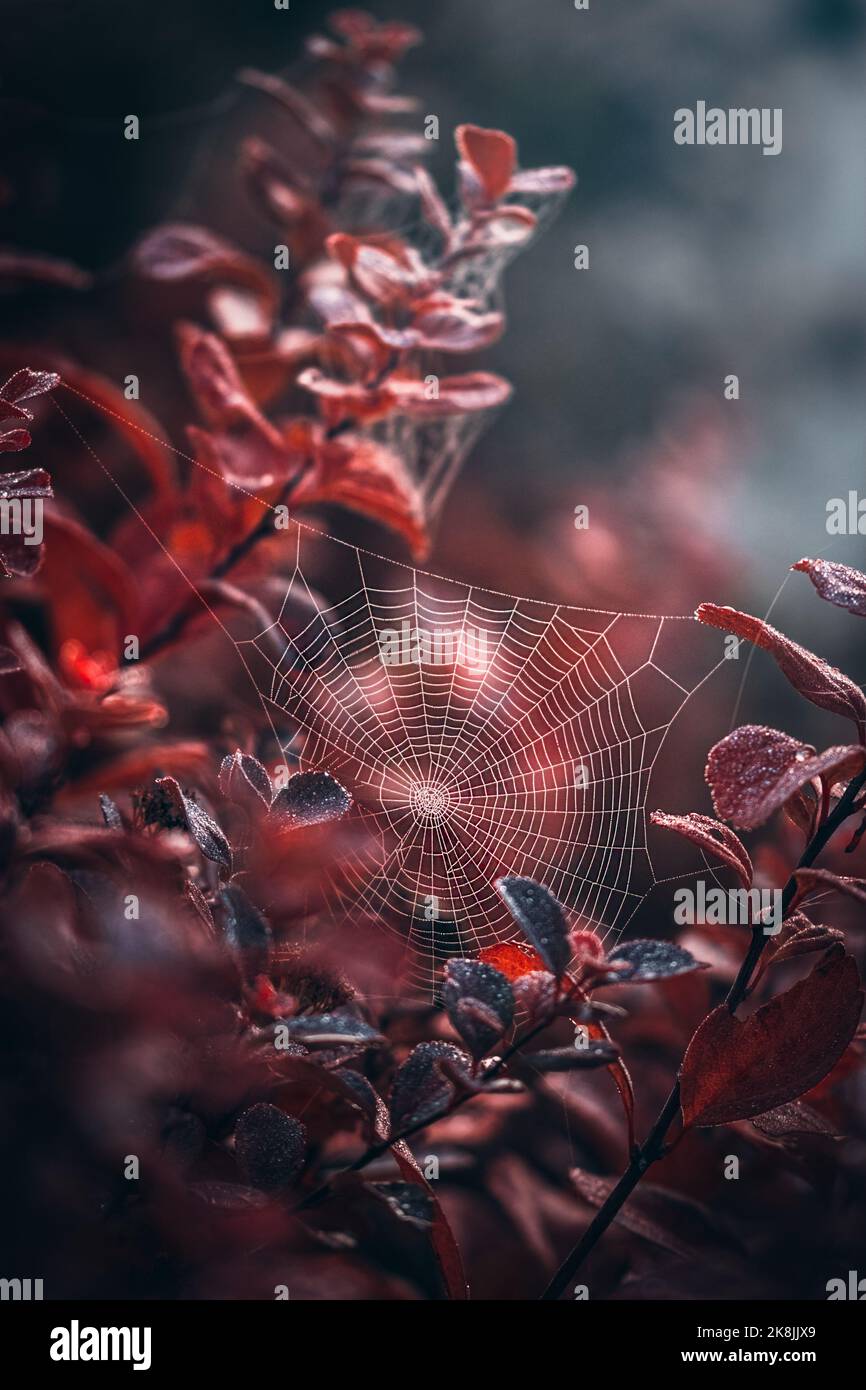 Dewy spiderweb among red autumn leaves Stock Photo