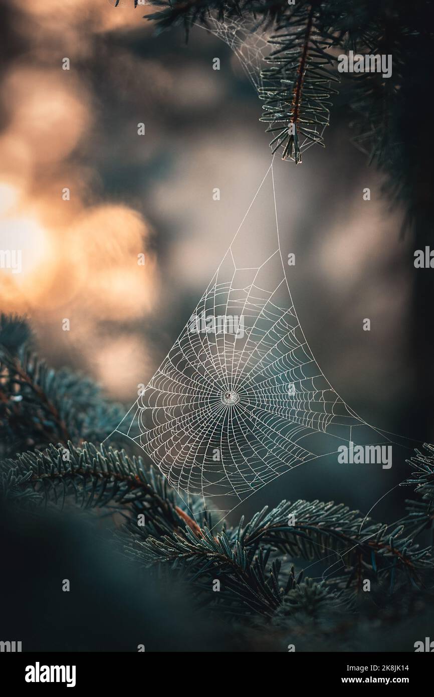 Dewy spiderweb in the morning Stock Photo