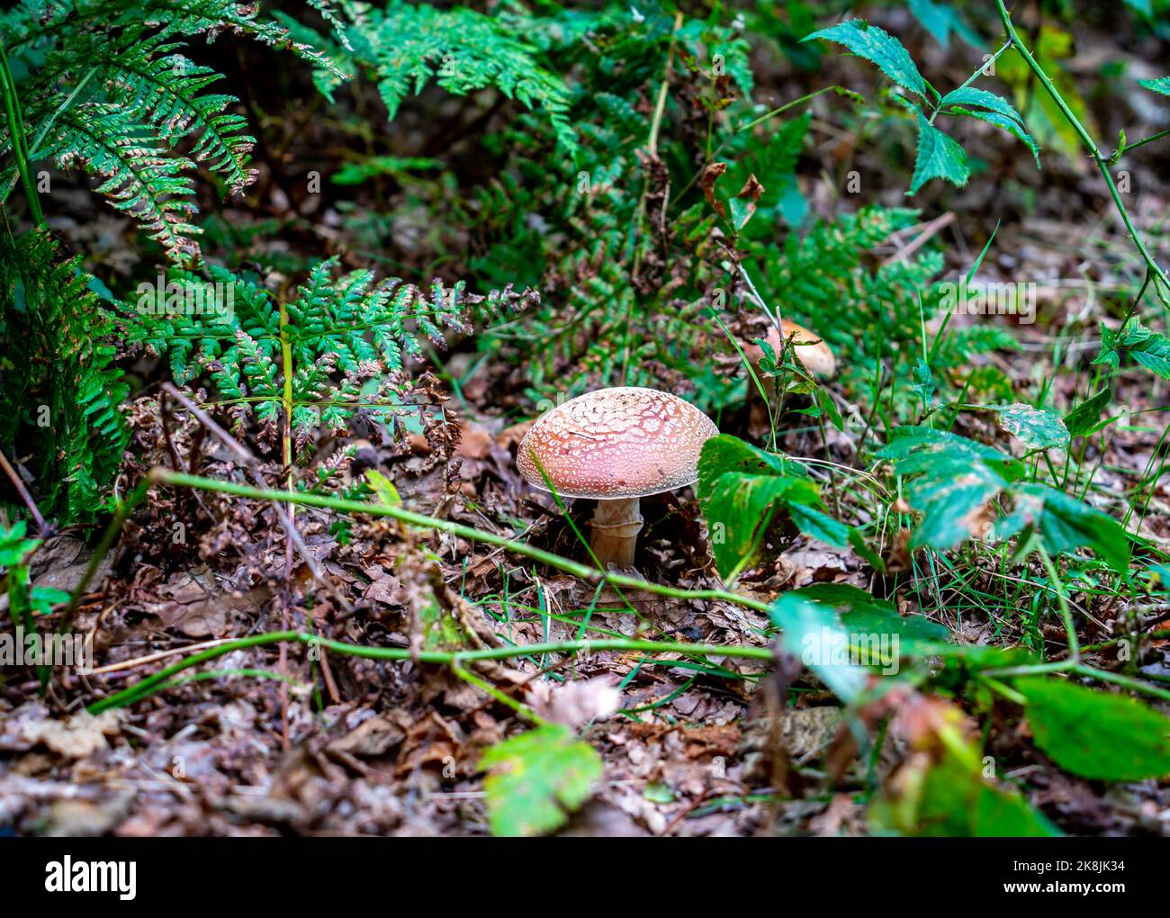 Close up of European blusher fungus (Amanita rubescens) Stock Photo