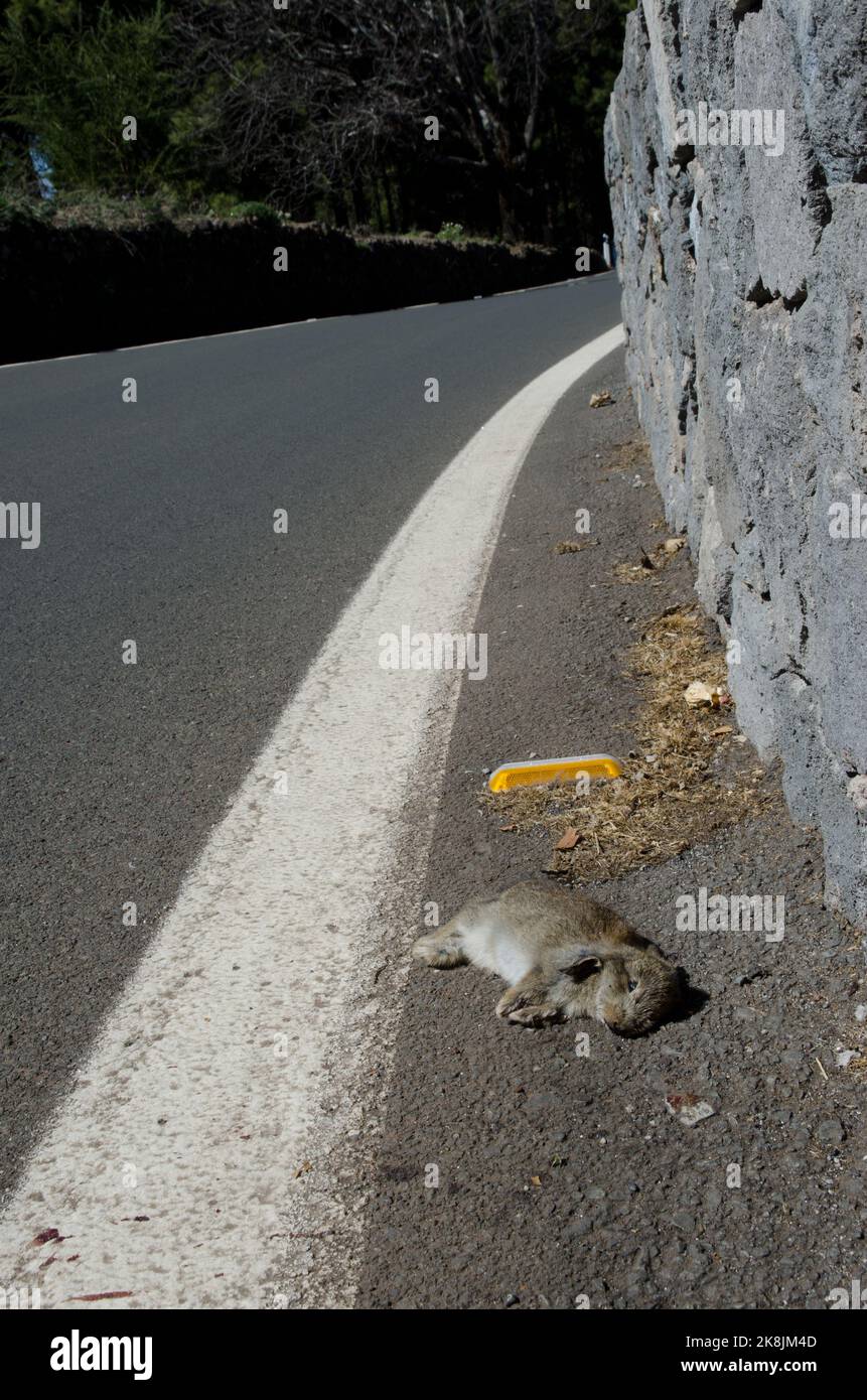 European rabbit Oryctolagus cuniculus run over. Juvenile. The Nublo ...