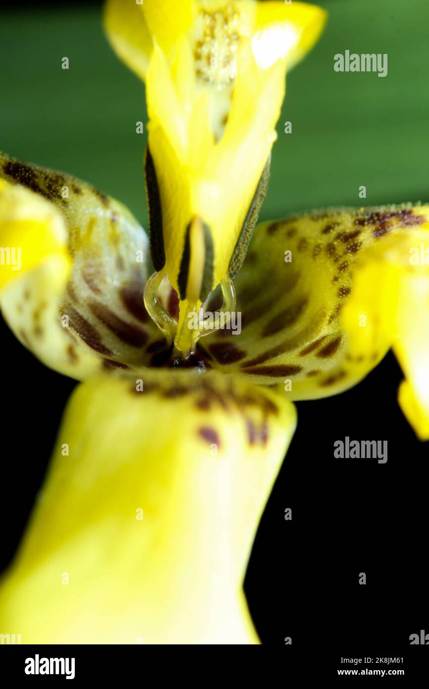 A vertical closeup shot of details on a spotted yellow orchid Stock Photo