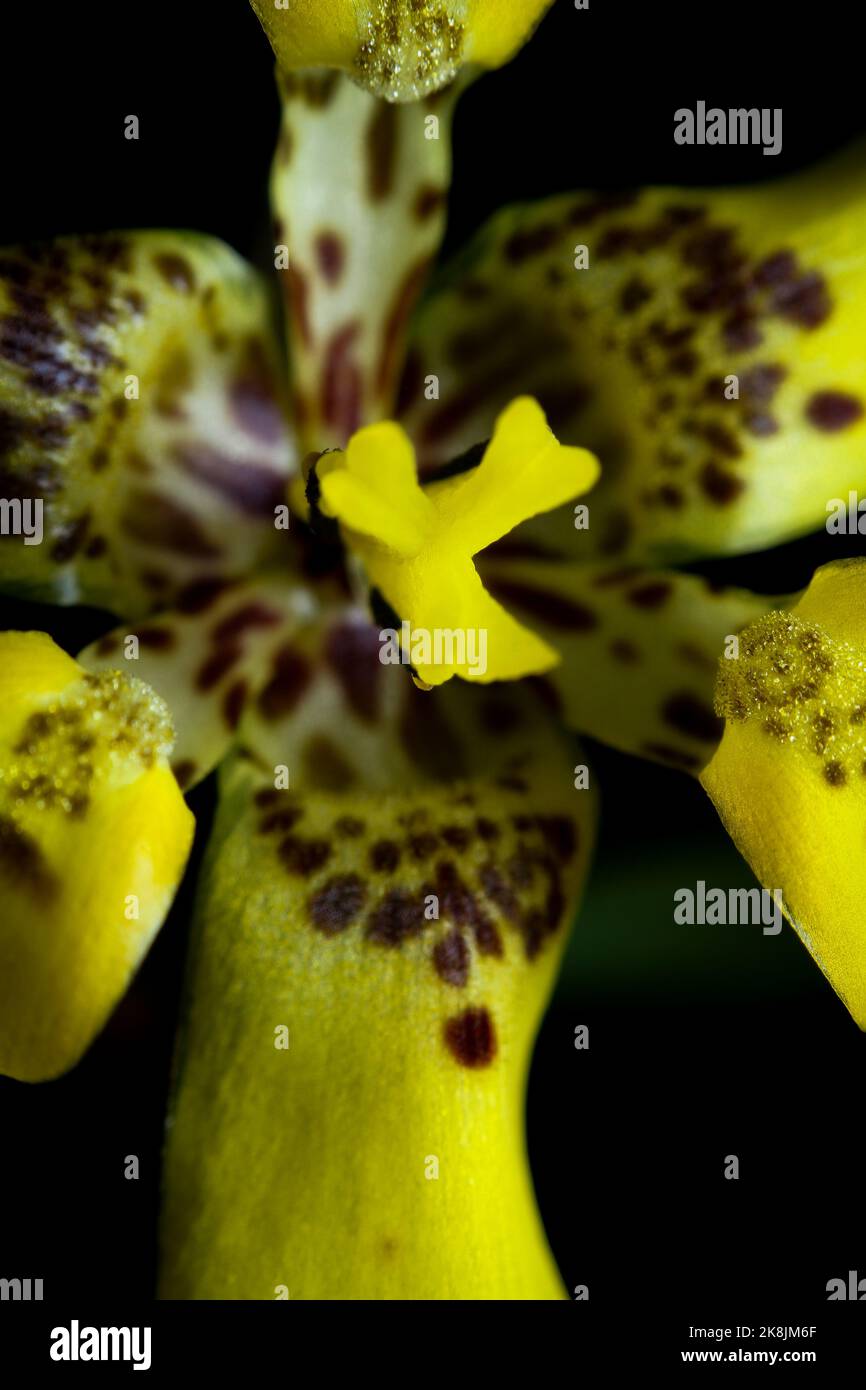 A vertical closeup shot of details on a spotted yellow orchid Stock Photo