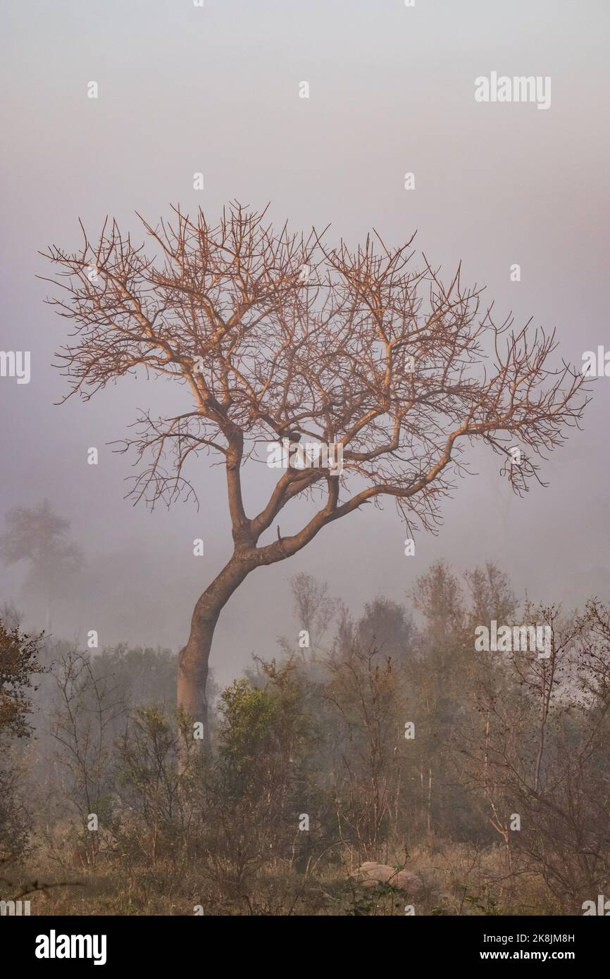 The vertical view of a tall tree with dry branches in a foggy forest ...