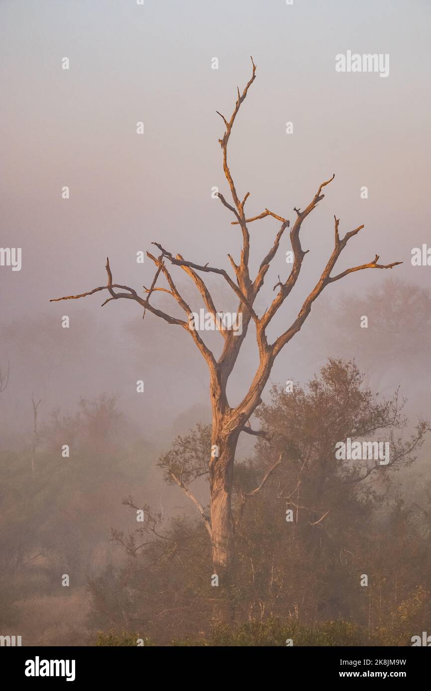 The vertical view of a tall tree with dry branches in a foggy forest ...
