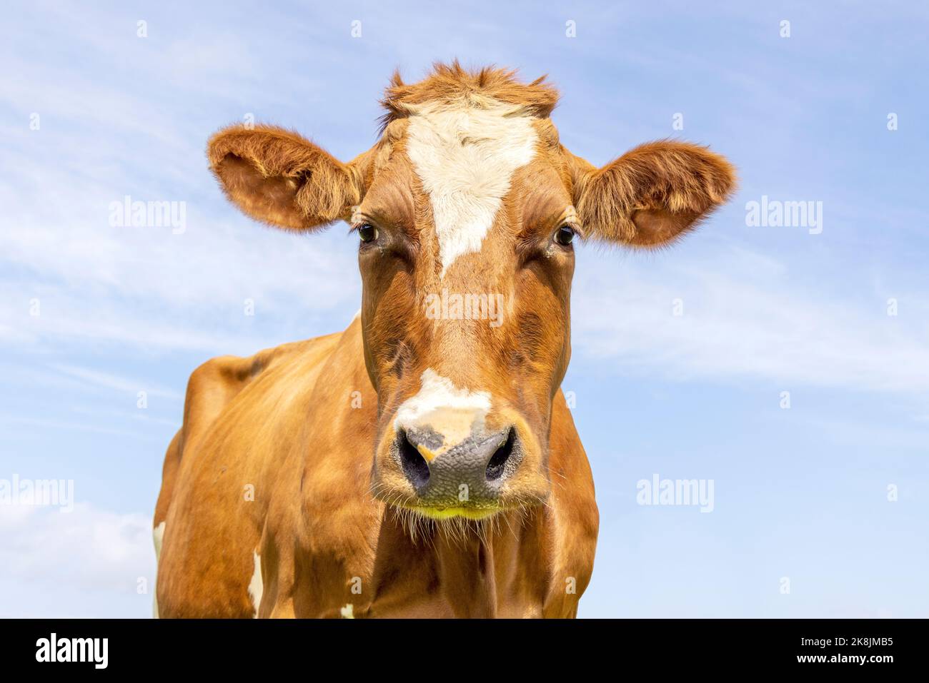 Cow portrait of a lovely red bovine looking, friendly and calm expression, a sky background Stock Photo