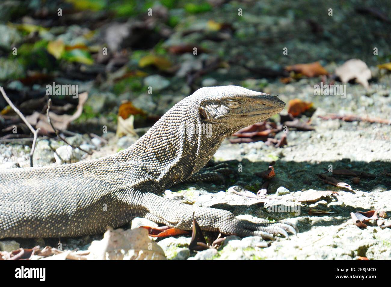 Close up of a monitor lizard sunbathing on the forest floor Stock Photo ...