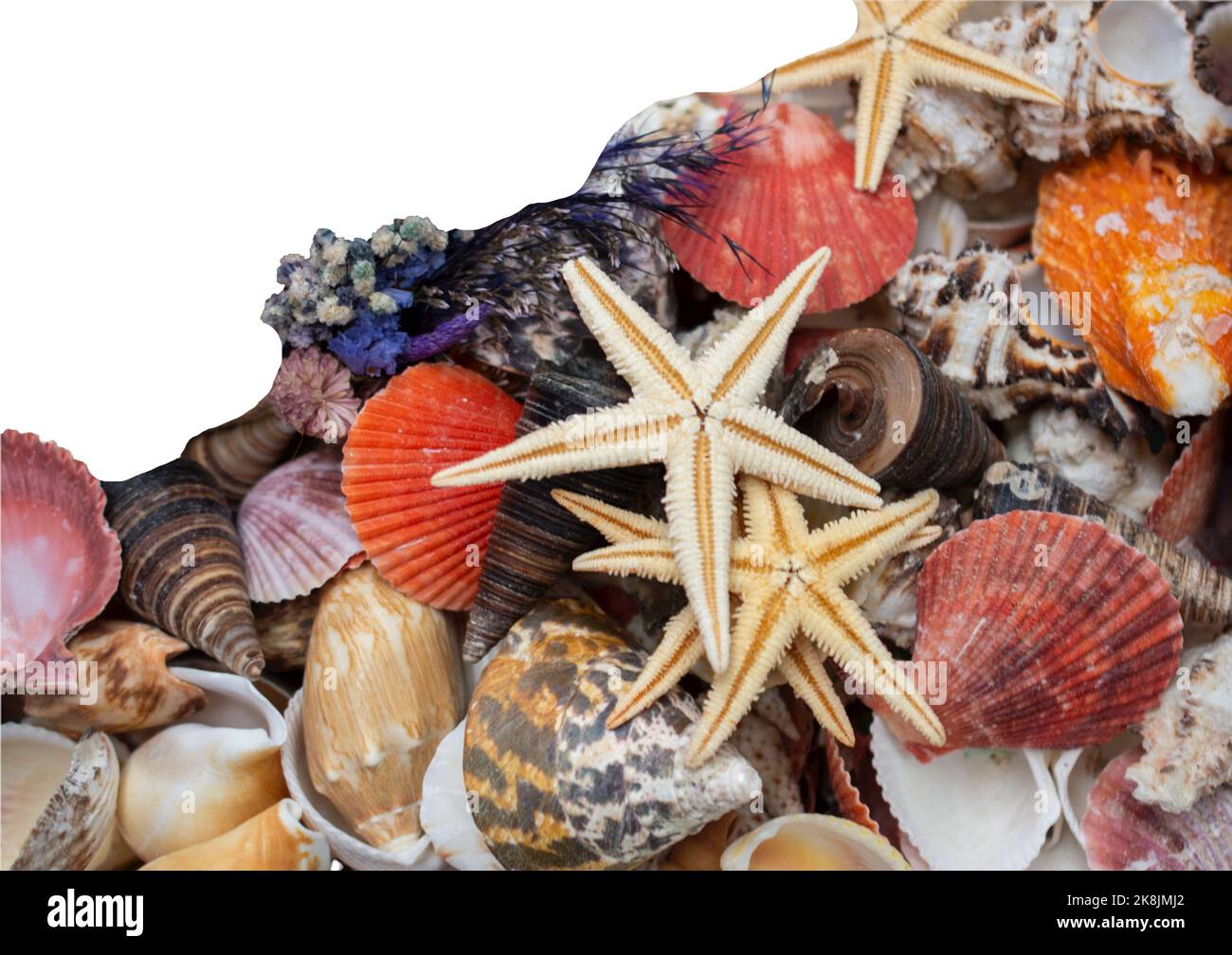 Beautiful seashell on a white isolated background Stock Photo - Alamy