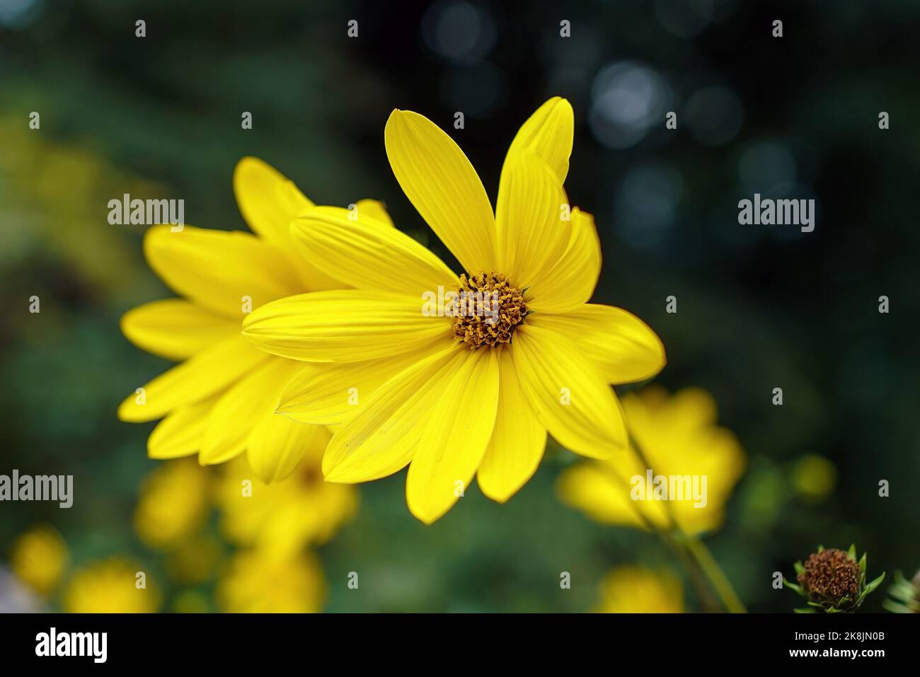 Jerusalem Artichoke, Wild Sunflower Stock Photo Alamy