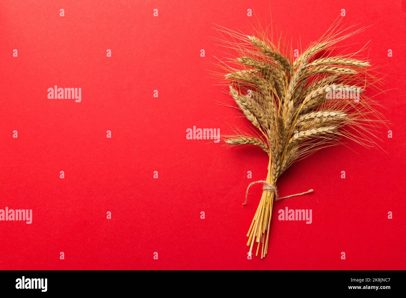 Sheaf of wheat ears close up and seeds on colored background. Natural