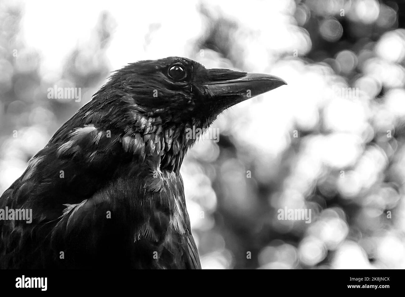 A close up in black and white of a Crow perched on a branch Stock Photo