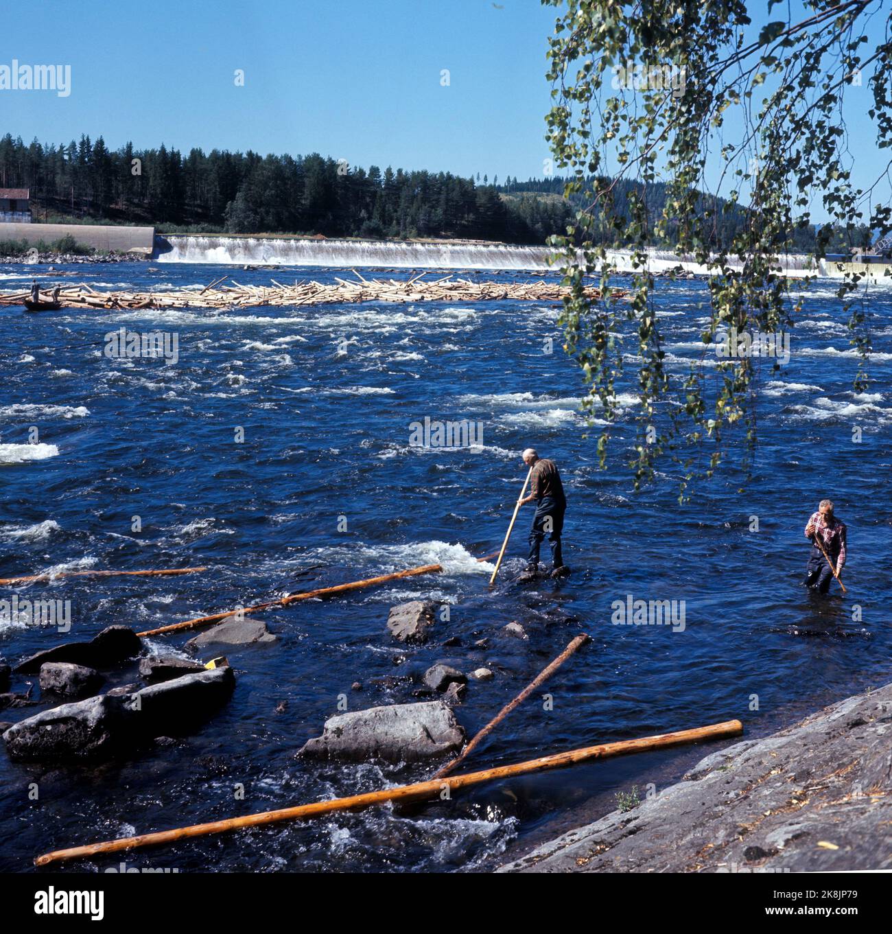 Glomma ca 1965 Timber flight in Glomma. Two timber floats in working with logs along the width, larger timber vase out in the river. Photo: Picture Center / NTB Stock Photo