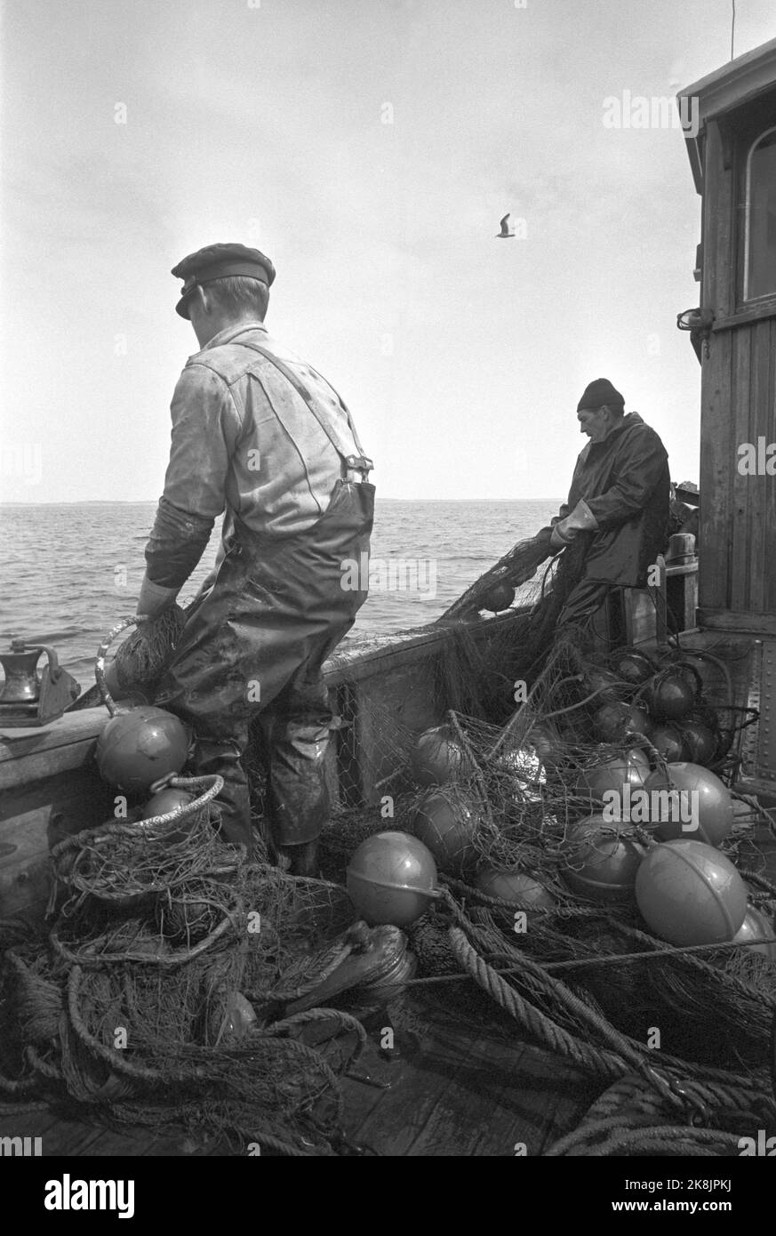 https://c8.alamy.com/comp/2K8JPKJ/oslofjord-19690531-on-rek-after-shrimp-on-shrimp-fishing-with-the-boat-sea-eagle-the-crew-is-two-men-skipper-reidar-hauge-pedersen-th-and-son-egil-photo-aage-storlkken-ntb-ntb-photo-aage-storlkken-current-ntb-2K8JPKJ.jpg