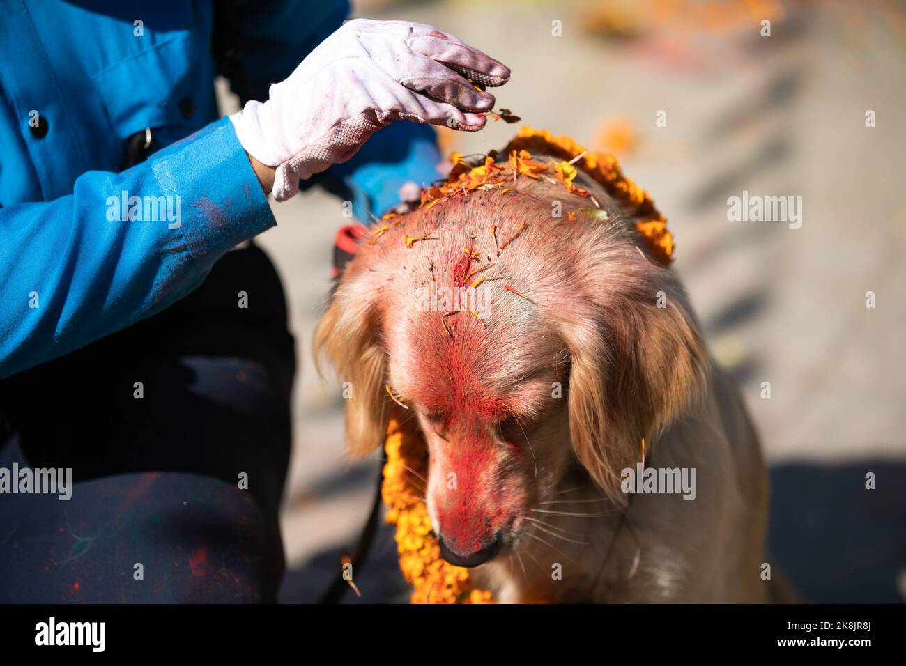 Kathmandu, Nepal. 24th Oct, 2022. A Nepalese police personnel applies vermilion and flower garlands to an Army dog during a dog worship day that is celebrated as part of the Tihar festival. Tihar is the second biggest festival in Nepal which is devoted to a different animal or object of worship, including cows, crows, and dogs. The festival celebrates the strong relationship between humans, gods, and animals. Credit: SOPA Images Limited/Alamy Live News Stock Photo