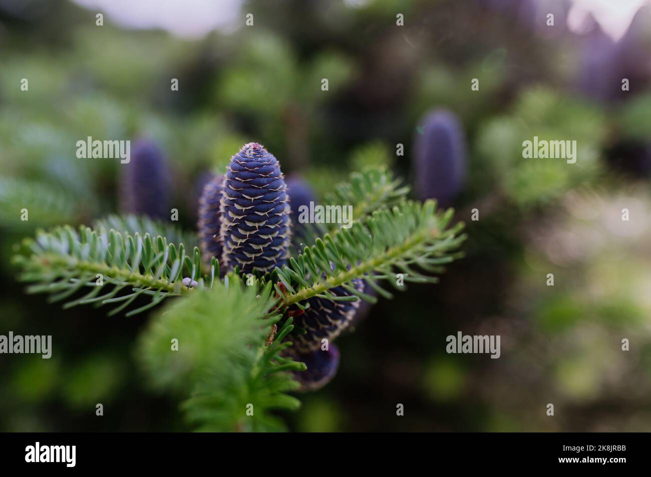 Green fir branch with cone, outdoor in nature Stock Photo - Alamy
