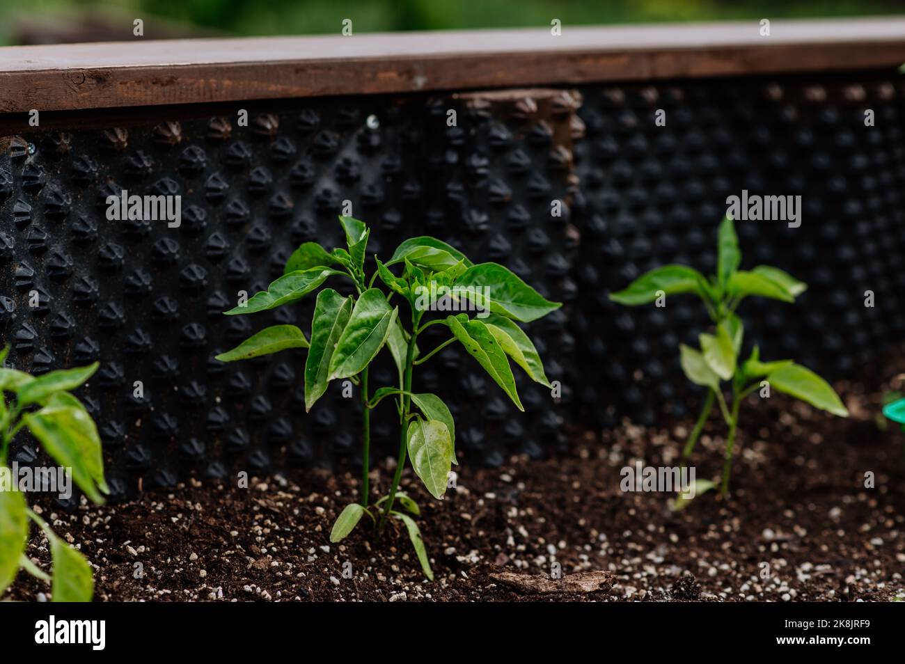 Small bell pepper plant growing in raised vegetable garden bed Stock