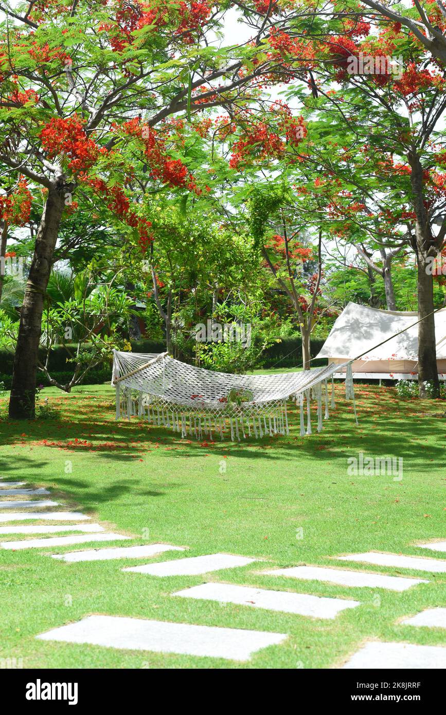 Hammock hanging under the delonix regia tree and against touristic tent Stock Photo