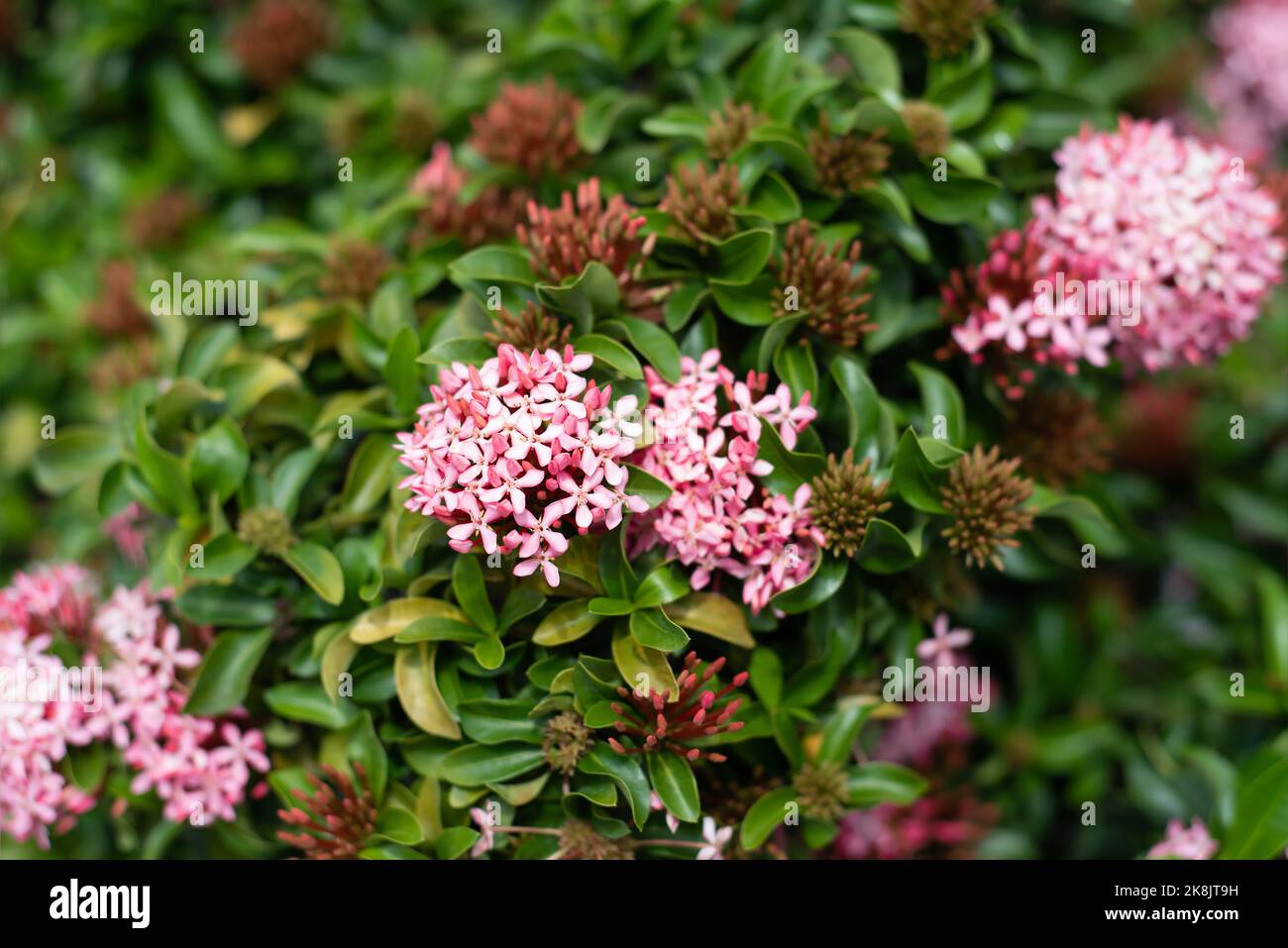 Pink Ixora flower the west indian jasmine growing in Nha Trang Vietnam Stock Photo