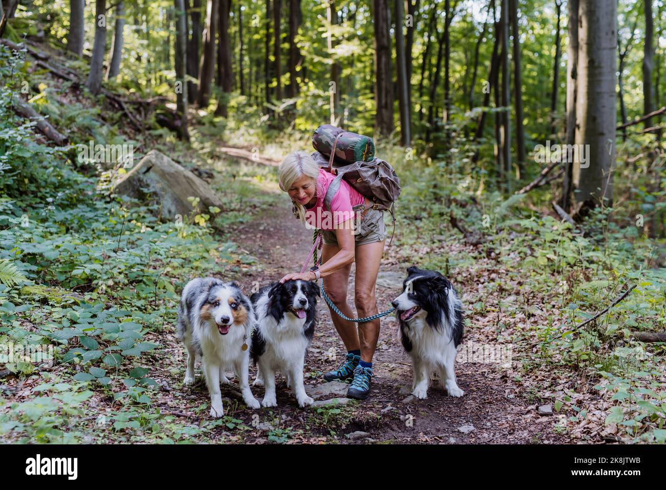 Senior woman walking with her three dogs in forest Stock Photo - Alamy