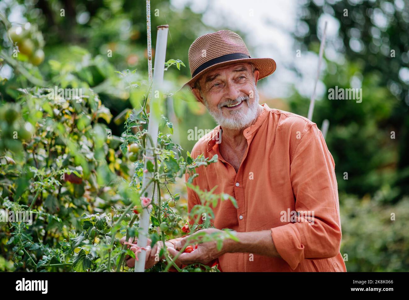 Senior man harvesting cherry tomatoes in his garden. Stock Photo