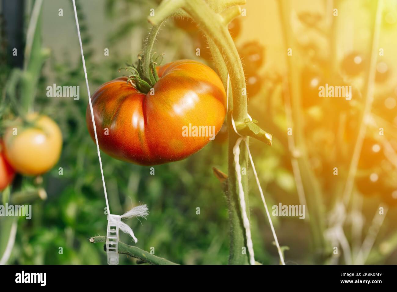 ripe tomatoes on a branch growing in the greenhouse Stock Photo - Alamy