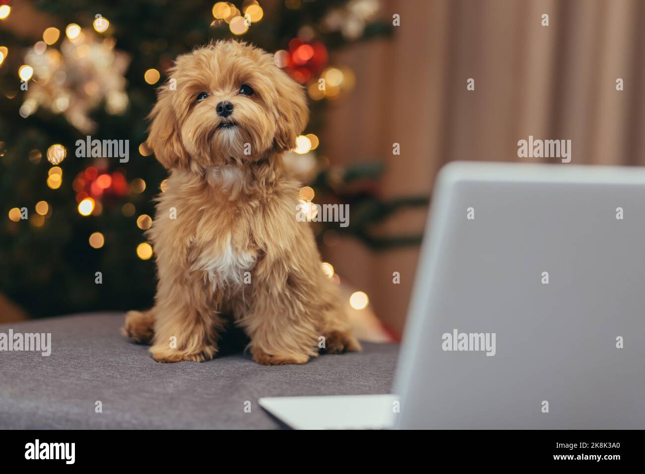 Little pet dog balona with a maltipoo poodle near the Christmas tree on Christmas night watching a video on a laptop while sitting on a brown sofa. Stock Photo