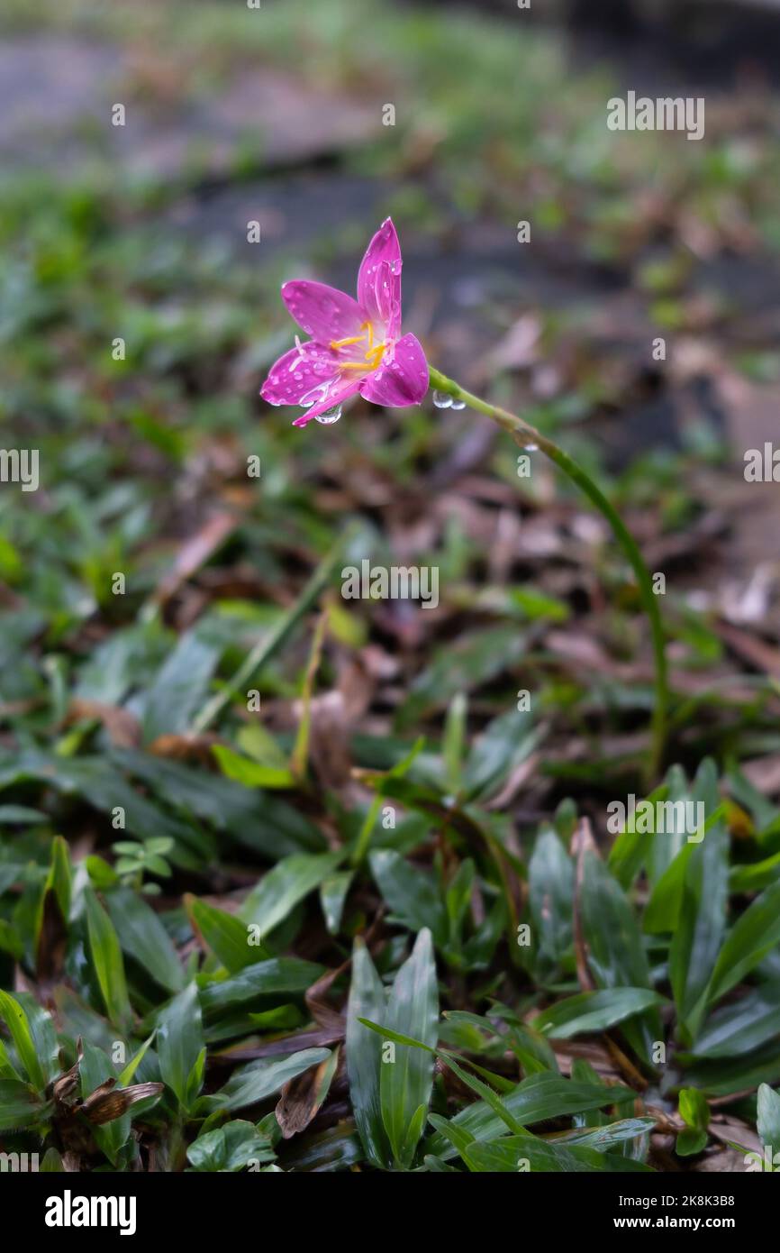 Pink Zephyranthes Carinata flowers with rain drops. Stock Photo