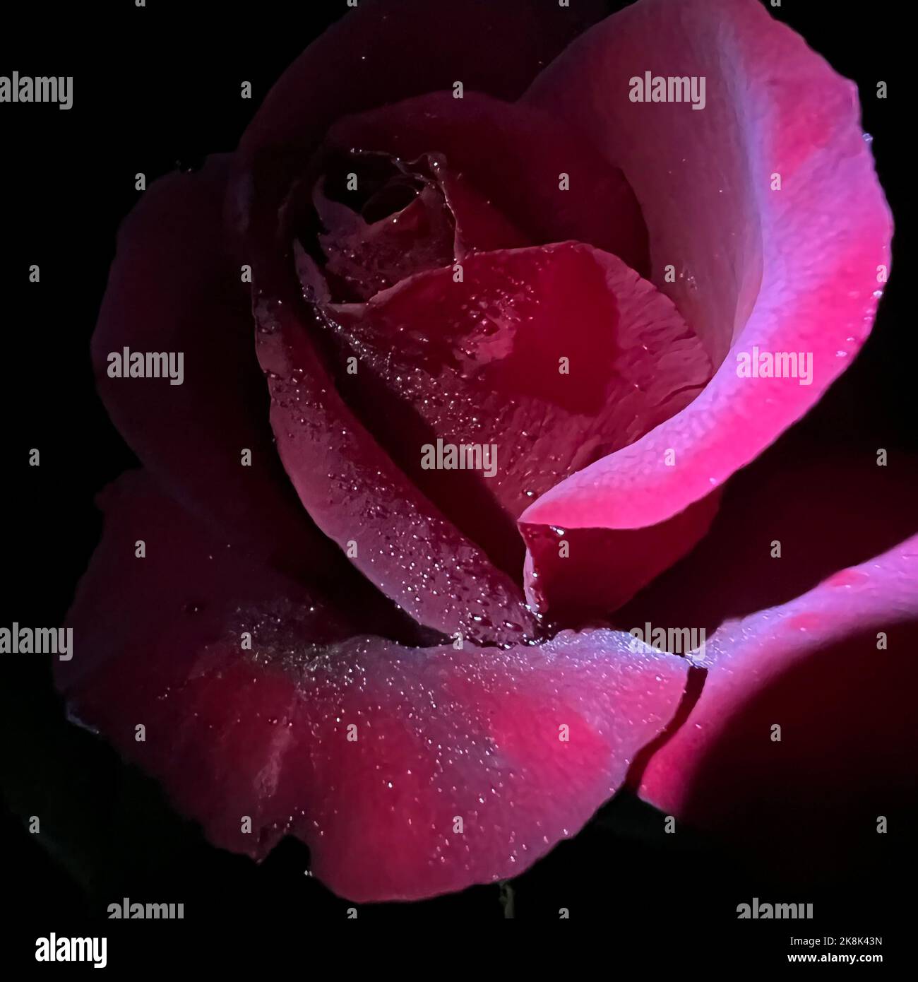Pink Roses High Quality Close-up of a pink rose on a dark background. High quality photo Stock ...