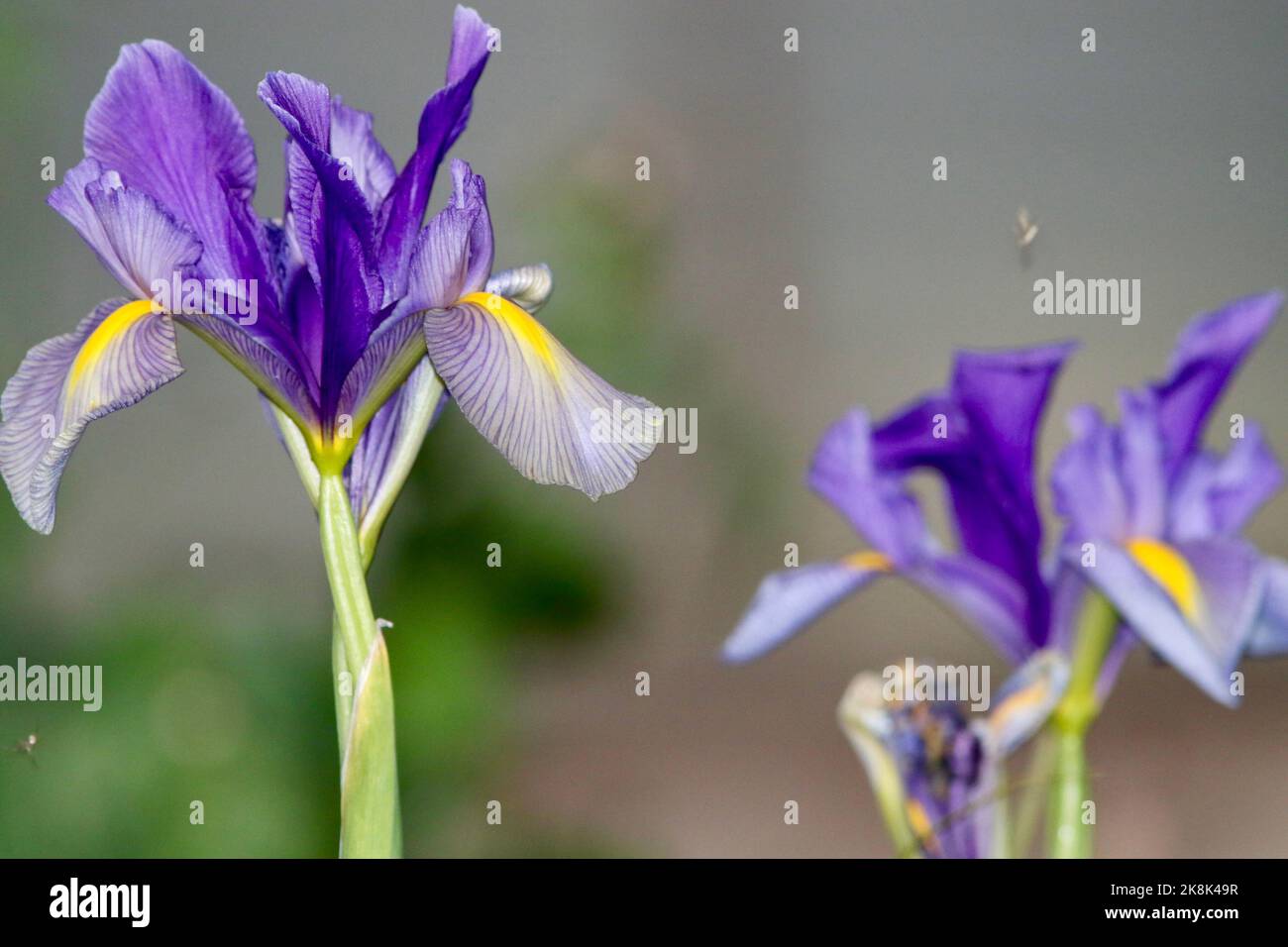 Purple irises in garden at home Stock Photo