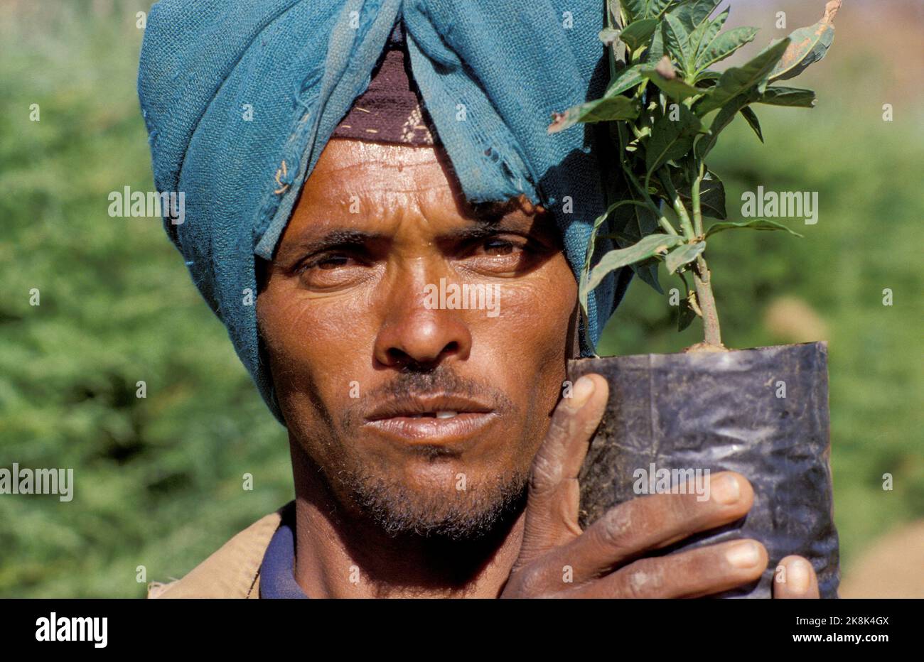 Ethiopia, Tigray; man working in a tree nursery, set up for desertification. Stock Photo