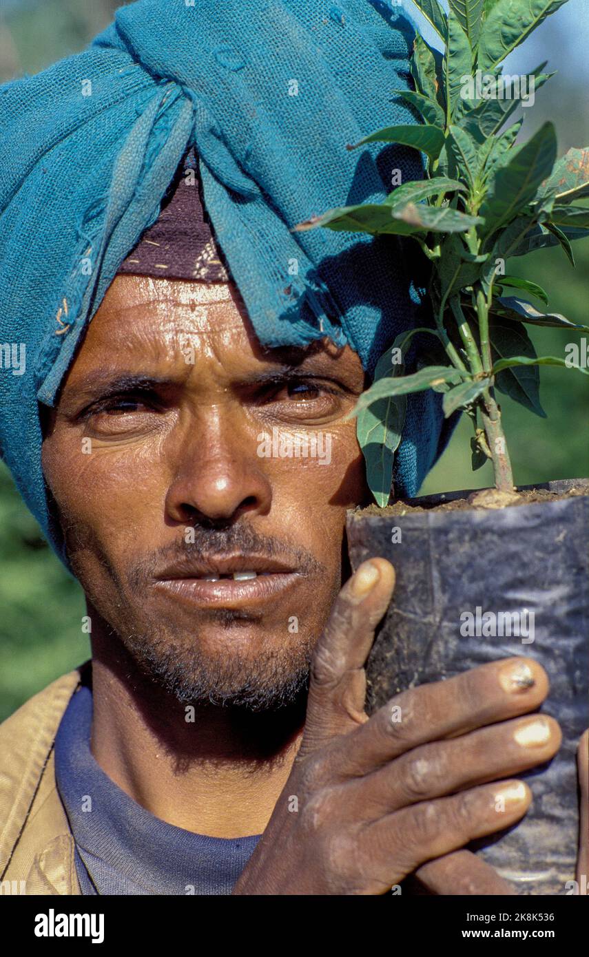 Ethiopia, Tigray; man working in a tree nursery, set up for