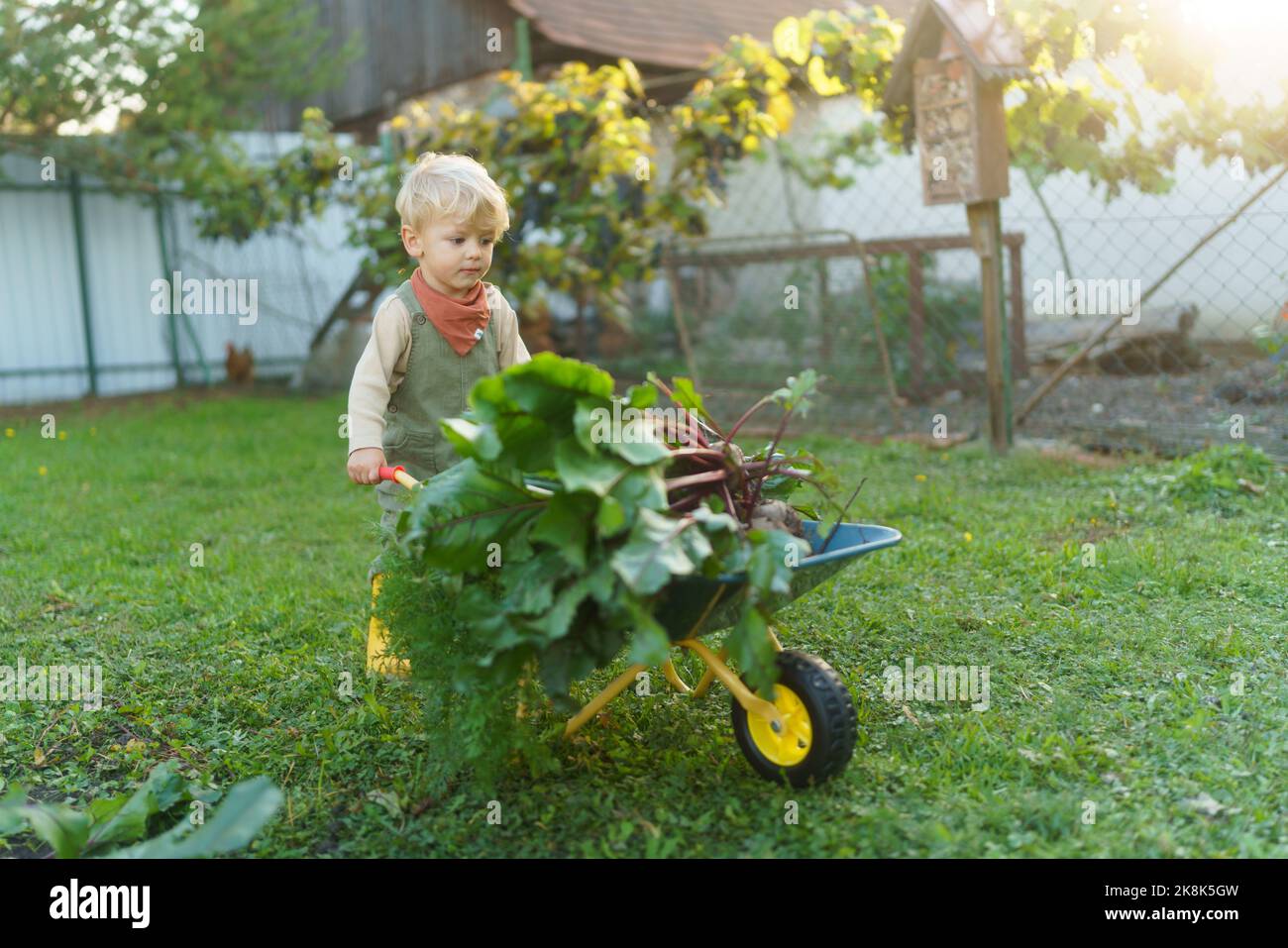 Little boy with wheelbarrow working in garden during autumn day Stock ...