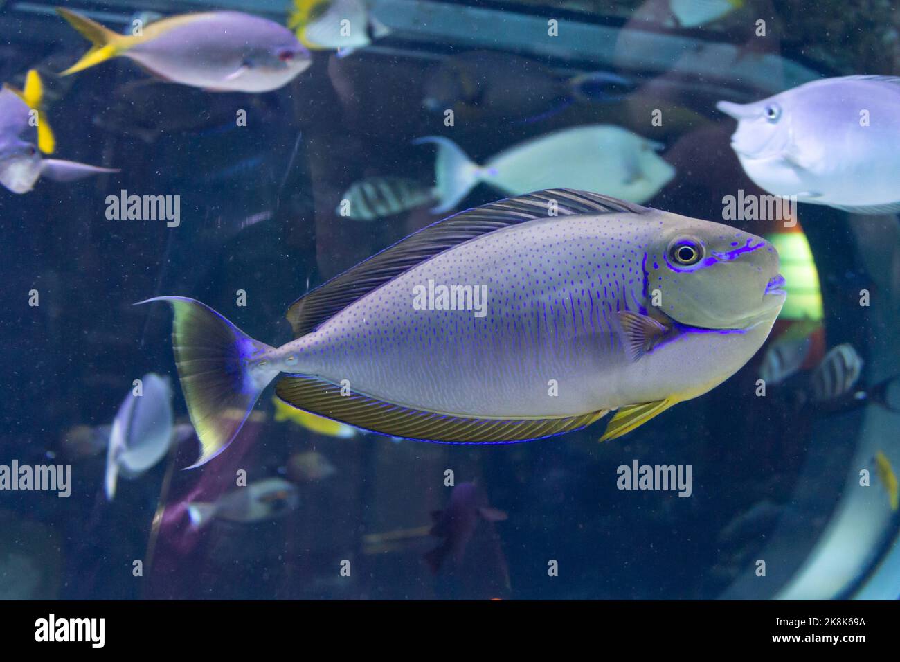 A close-up shot of Blue Parrot fish in an aquarium Stock Photo