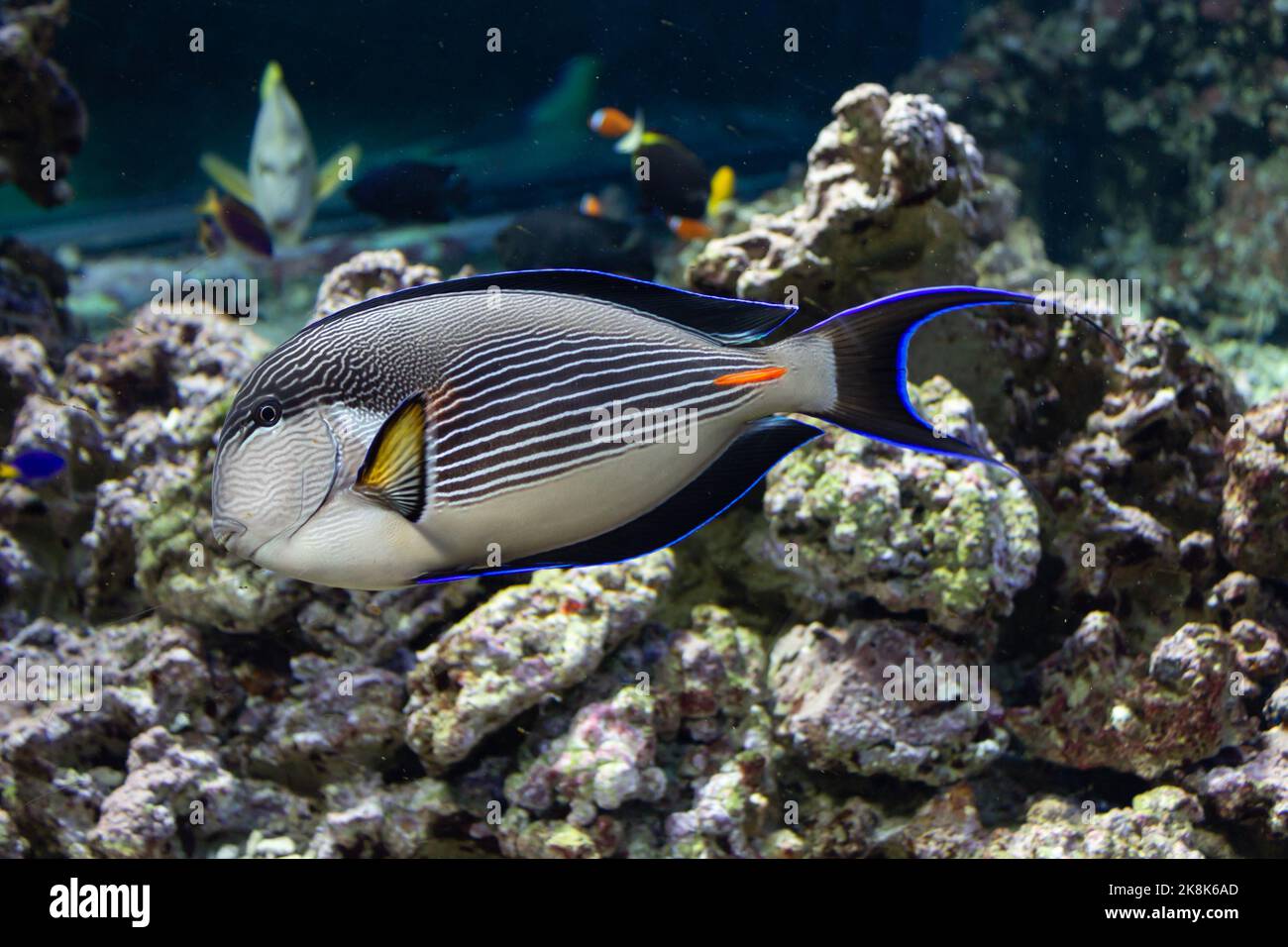 A close-up shot of Blue Parrot Fish in an aquarium Stock Photo