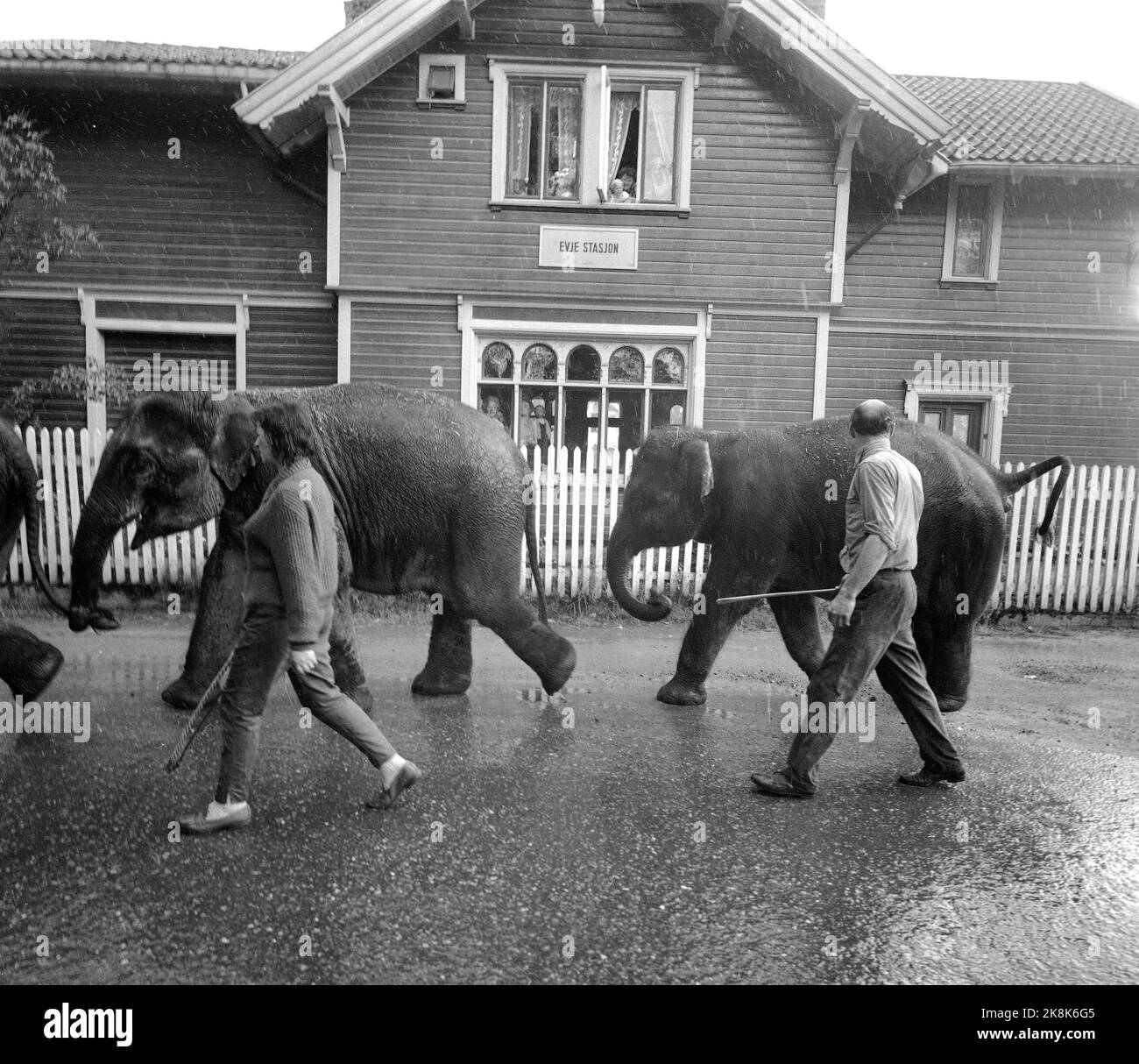 Sørlandet, sommeren 1962. Da elefantene kom til Evje: fire døgns slit for åtte minutters opptreden. Sirkus Arnardo er på turne på Sørlandet med fem to-tonns elefanter. Det byr på problemer. De sto i jernbanevogner i ett døgn på Marnardal stasjon fordi det ikke fantes biler som kunne ta dem videre. Dagen etter reiste de videre til Grovane stasjon hvor de skulle lastes om til den smalsporede Setesdalsbanen til Evje. Det var mislykket, og først etter fire døgn kom elefantene til Evje pr trailere, der forestillingen formelt var over, men der Arnardo underholdt med ekstranummer til elefantene arriv Stock Photo