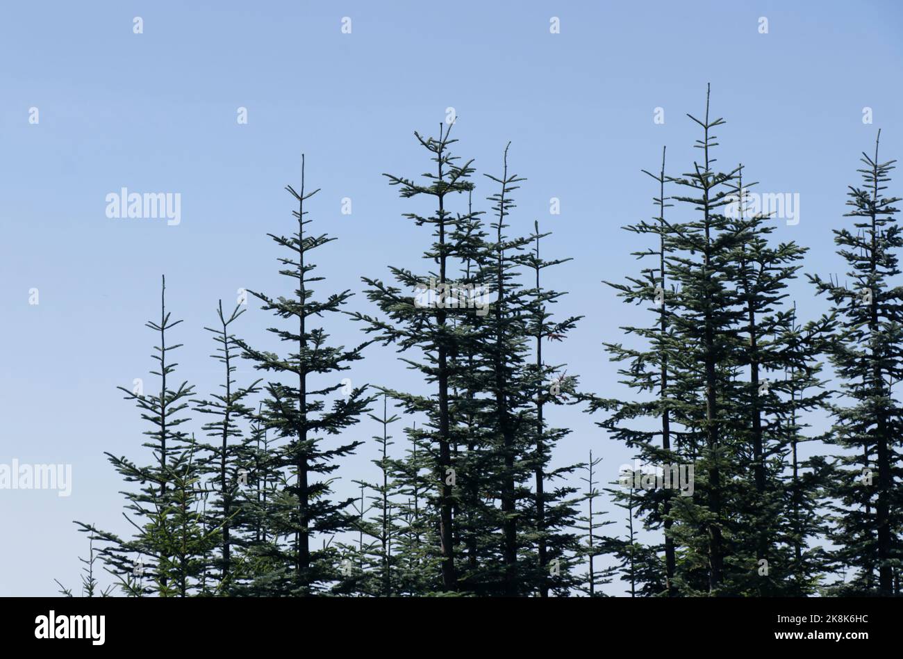 A closeup shot of Abies sachalinensis tree tops against a background of clear blue sky Stock Photo