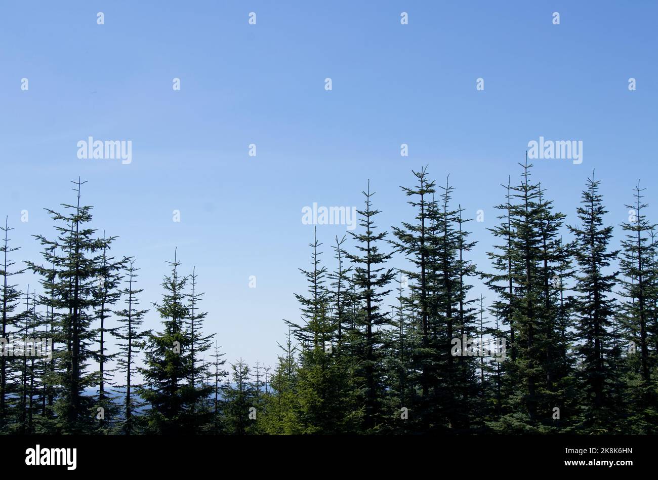 A closeup shot of Abies sachalinensis tree tops against a background of clear blue sky Stock Photo