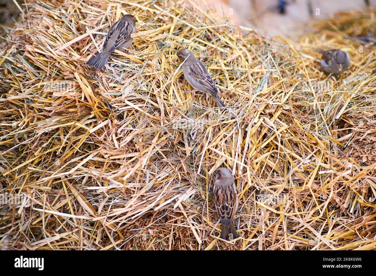 Birds sparrows peck harmful insects in the hay during harvest Stock ...