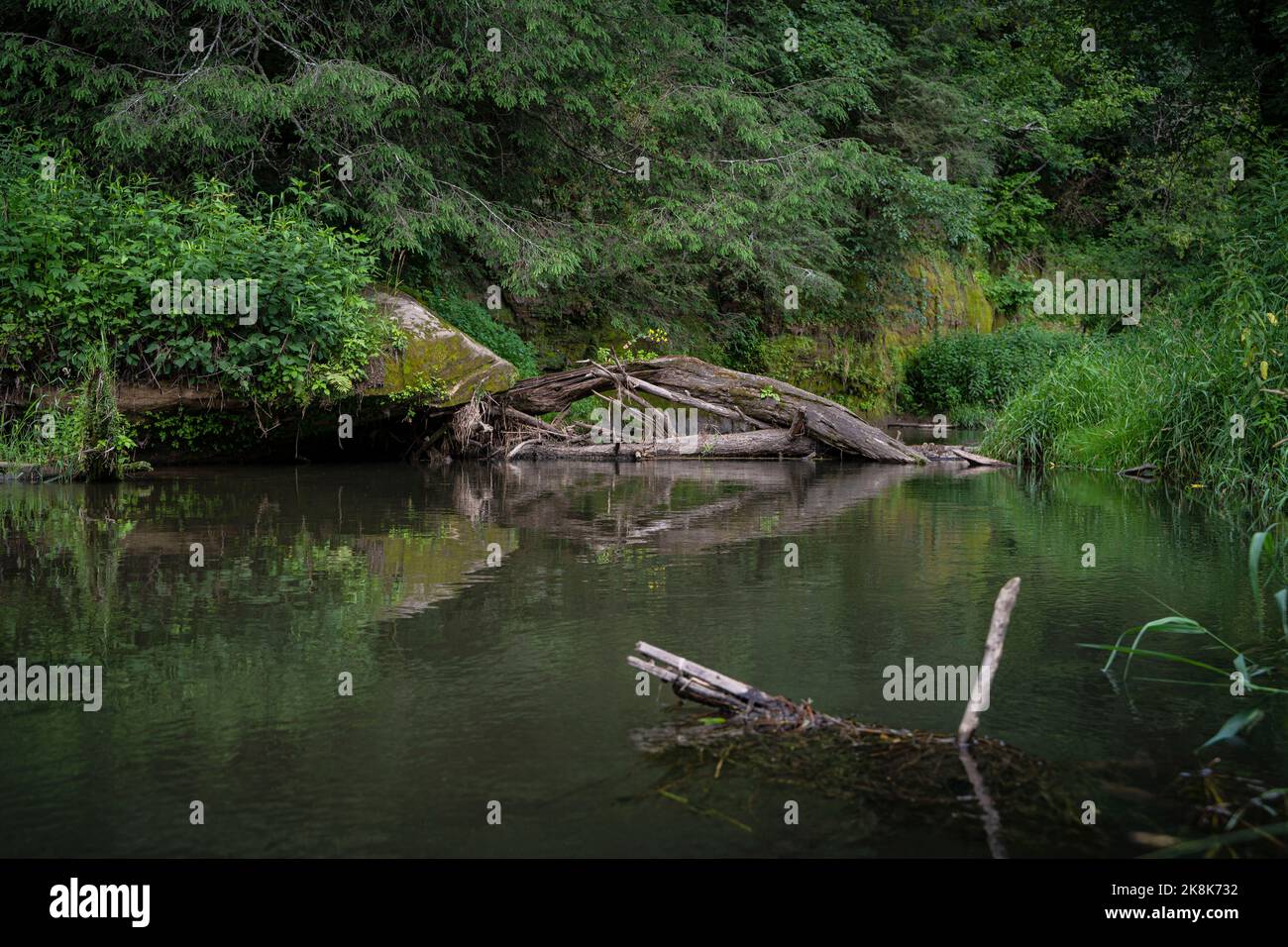The dry tree roots and trunk in a lake in Door County, Wisconsin Stock ...