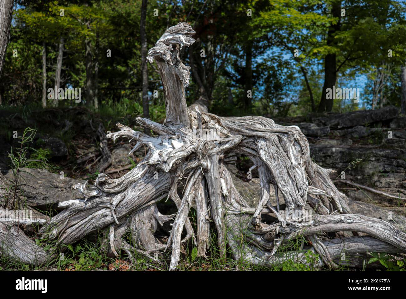 Dry Roots Tree Roots The dry tree roots and trunk in Door County, Wisconsin Stock Photo - Alamy