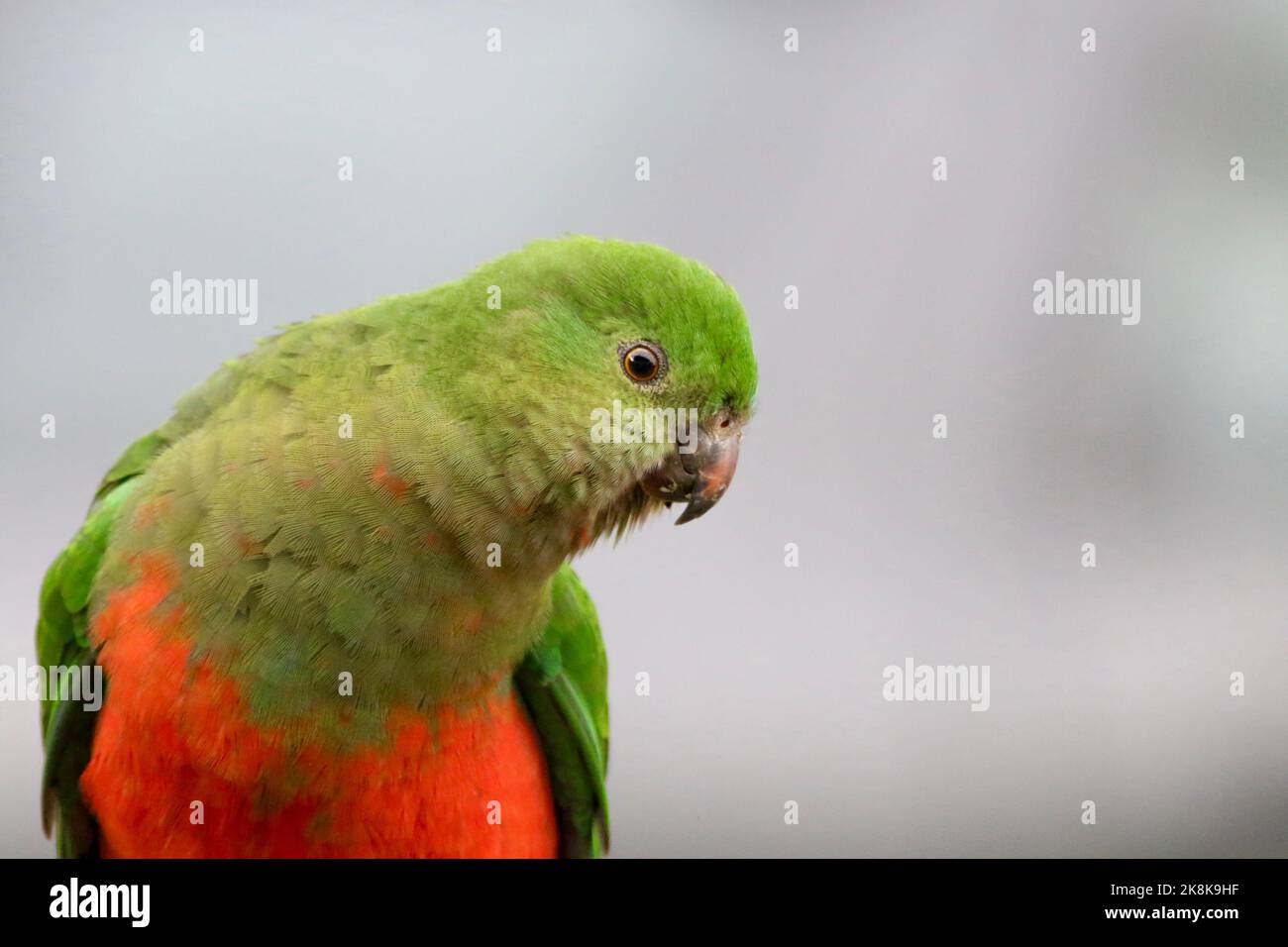 female king parrot visiting home in Kangaroo Ground, Victoria, Australia Stock Photo