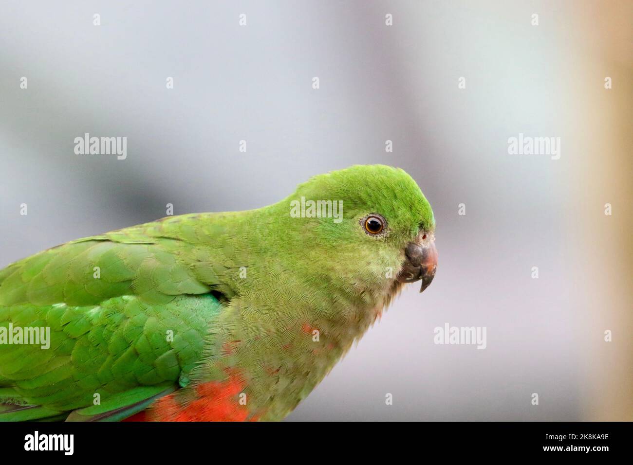 female king parrot visiting home in Kangaroo Ground, Victoria, Australia Stock Photo