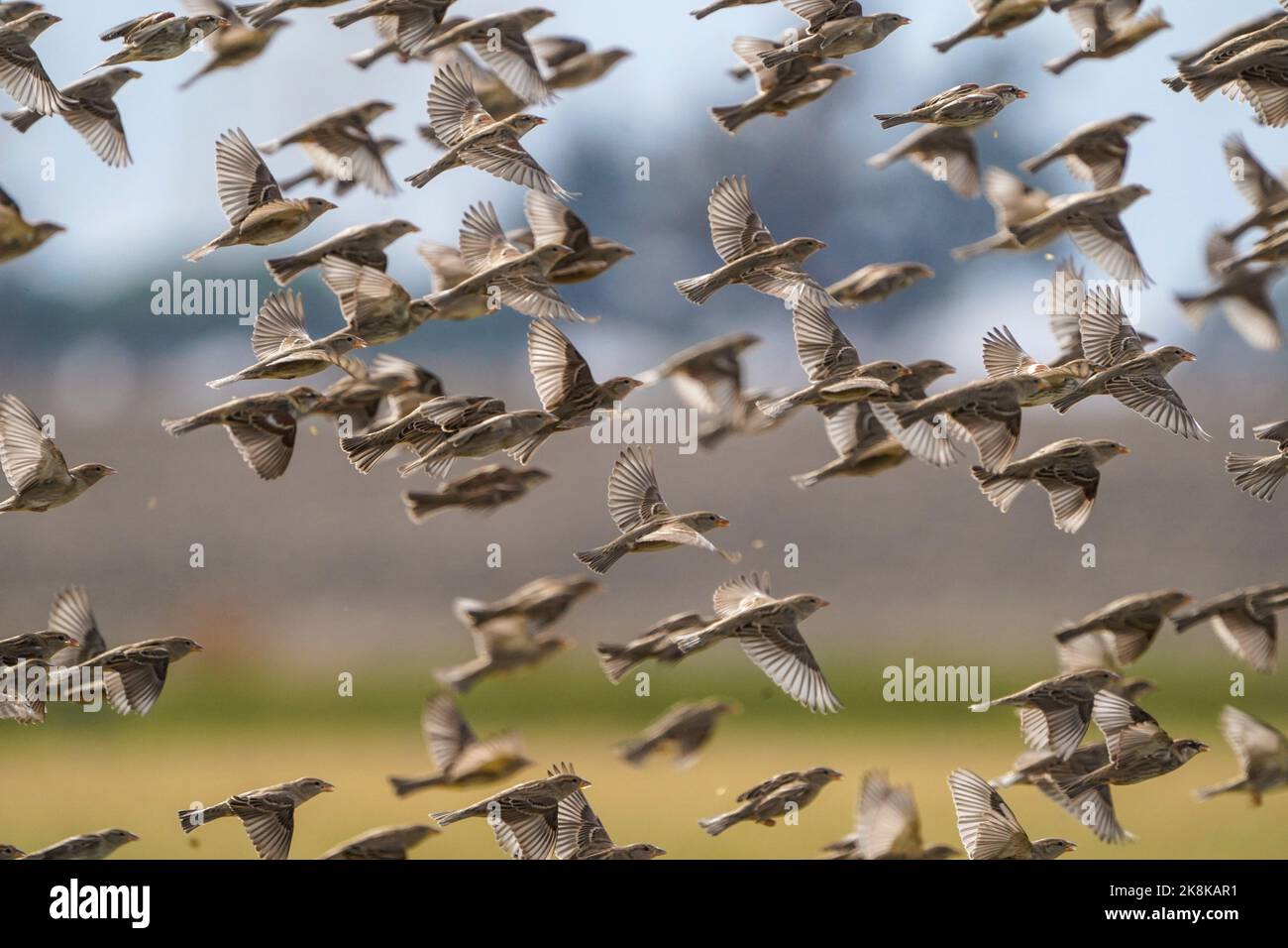 Flock of Spanish sparrows, Passer hispaniolensis, foraging on the rice