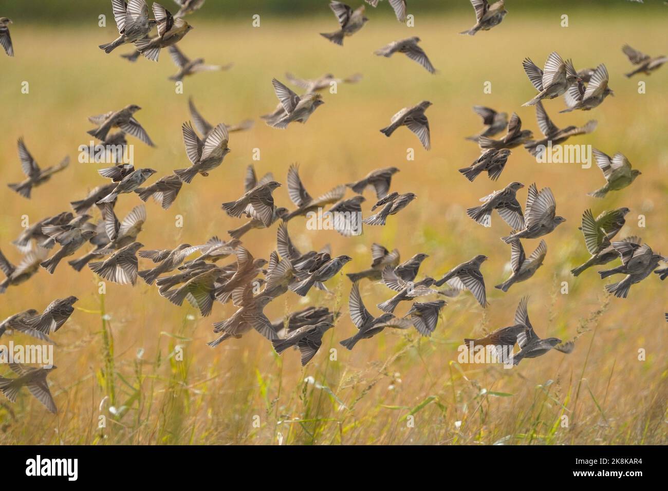 Flock of Spanish sparrows, Passer hispaniolensis, foraging on the rice